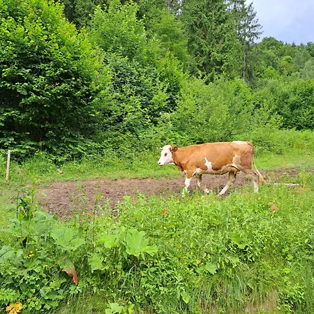 Pod Lubaniem * Grywald