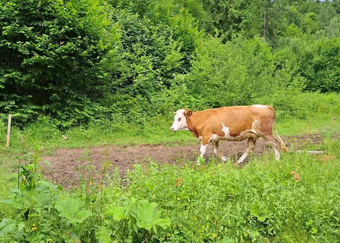 Pod Lubaniem * Grywald